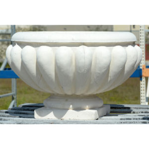 scallop-shell-cup