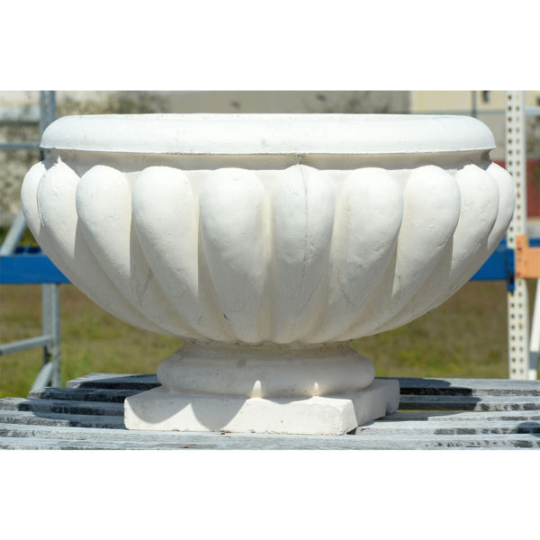 scallop-shell-cup